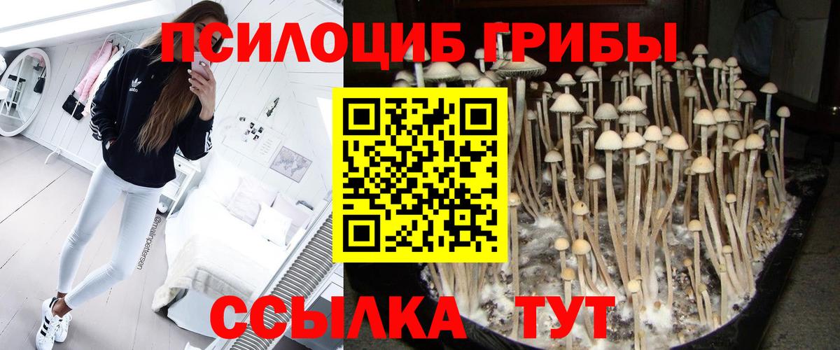 Псилоцибиновые грибы Psilocybe Арзамас